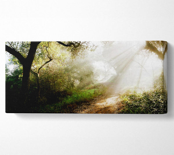 Forest Sunlight Walk