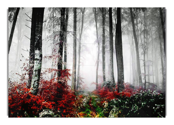 Forest Mist Morning