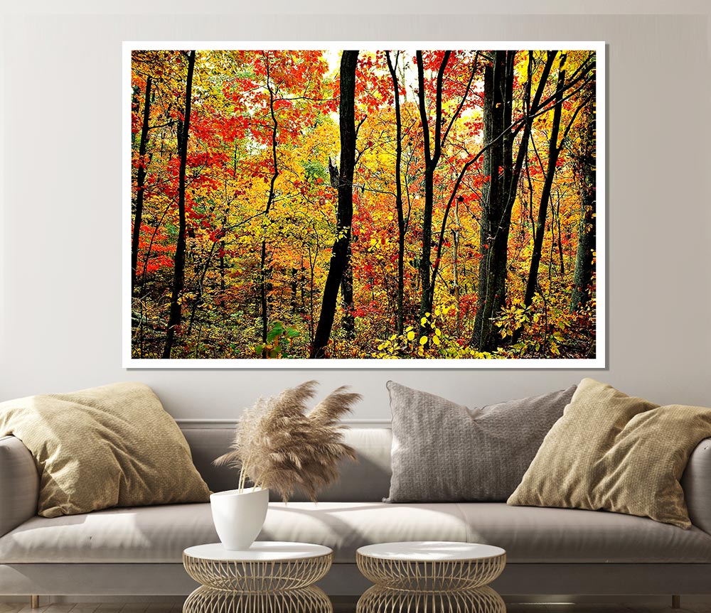 The Rainbow Of The Autumn Forest Print Poster Wall Art