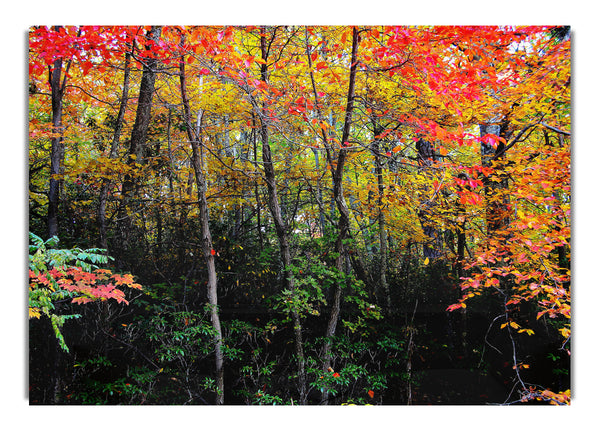 Atemberaubender Herbstwald