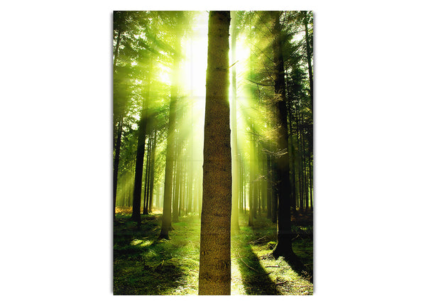 Grüner Smaragd-Sonnenstrahl-Wald