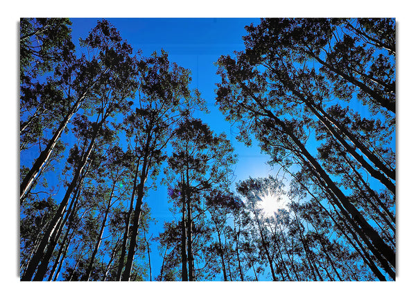 Blauer Himmel über Baumkronen