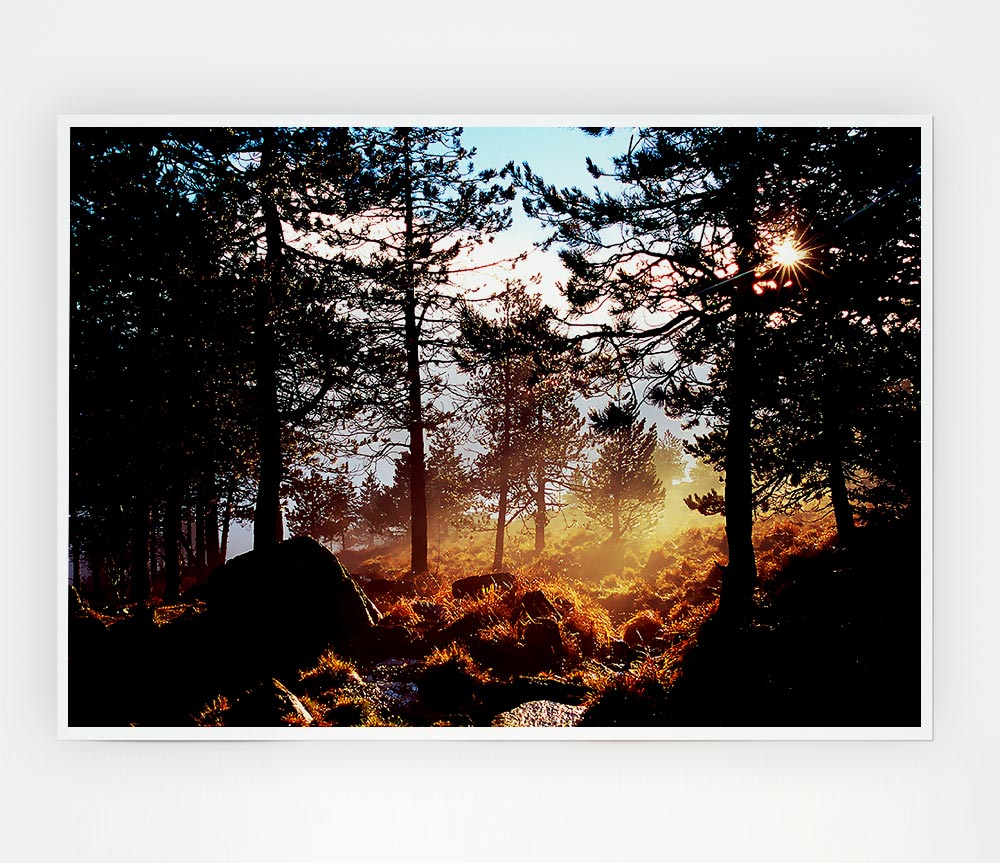 Day Break In The Forest Print Poster Wall Art
