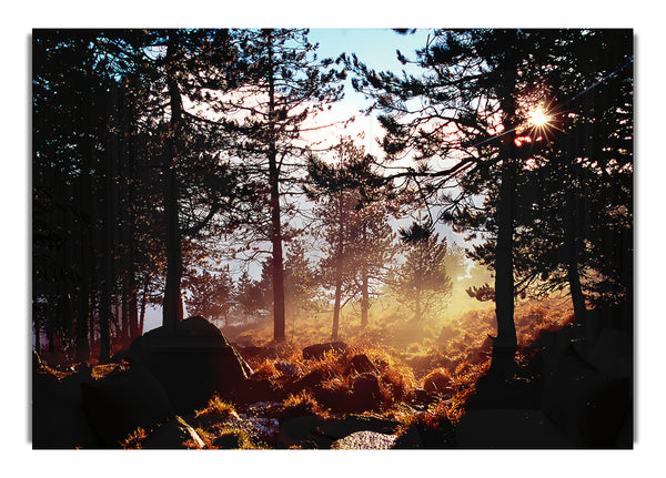 Tagesanbruch im Wald