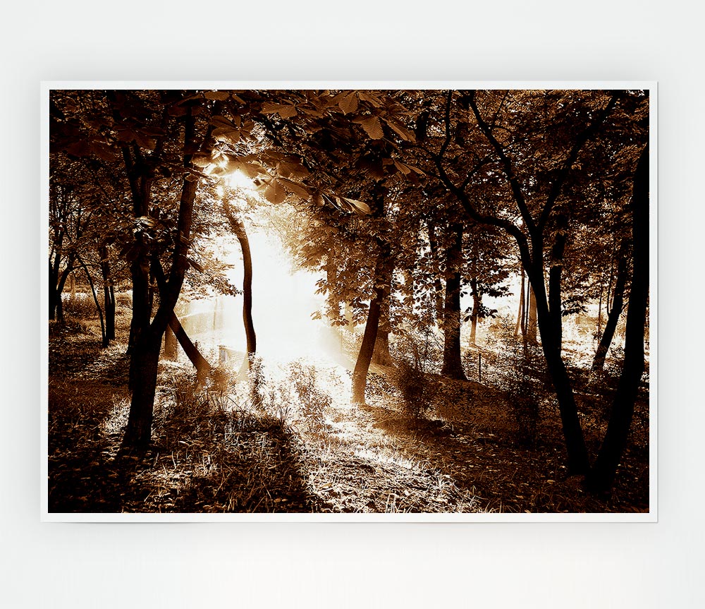 Cocoa Sunbeam Forest Print Poster Wall Art