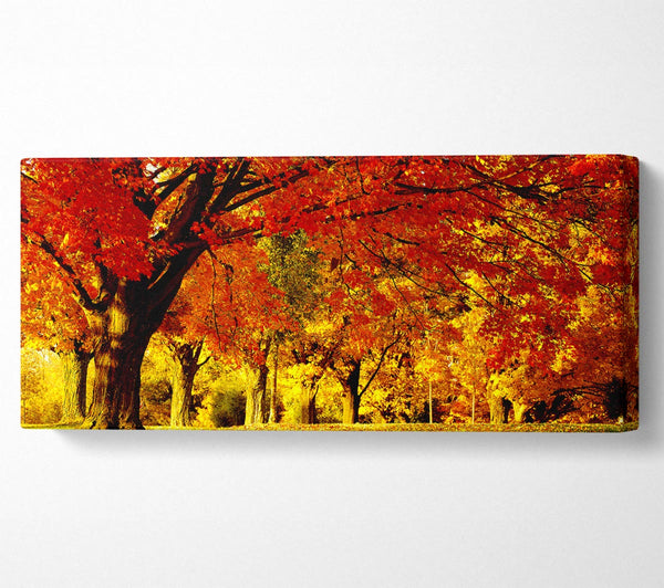 Golden Woodland Walk