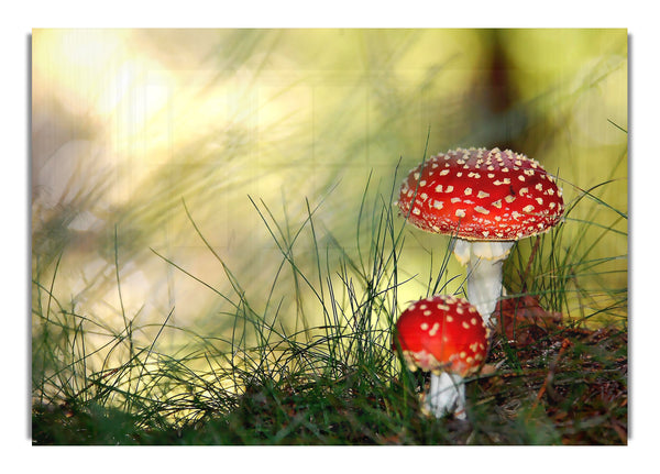 Fly Agaric Mushrooms