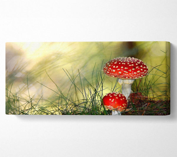 Fly Agaric Mushrooms