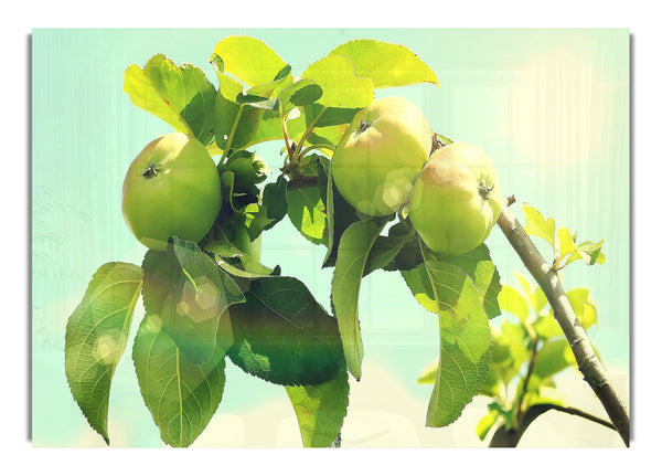 Apple Tree 3