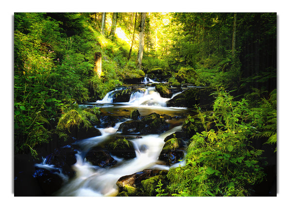 Black Forest In Germany