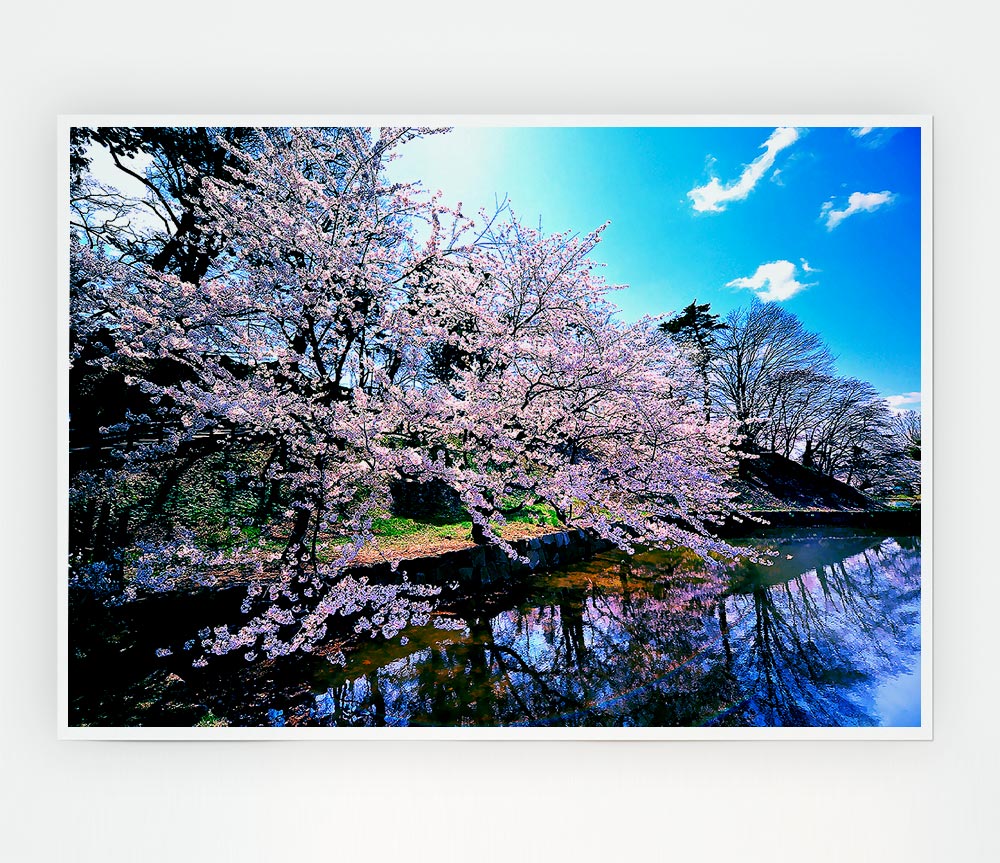 Cherry Blossom Trees Print Poster Wall Art