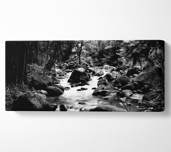 Der Bach im Wald B n W