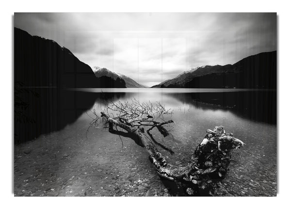 Toter Baum 2