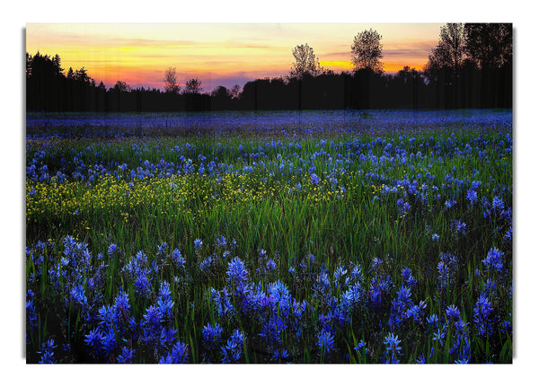 Blaue Blumen 8