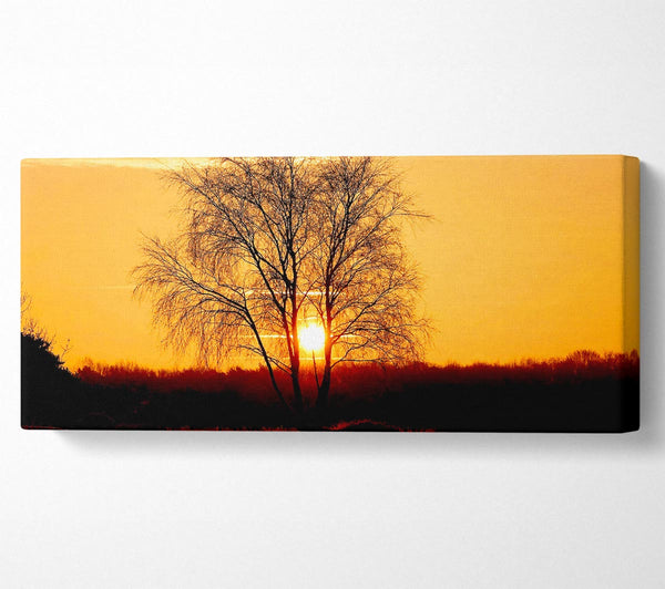 Sonne durch den goldenen Baum