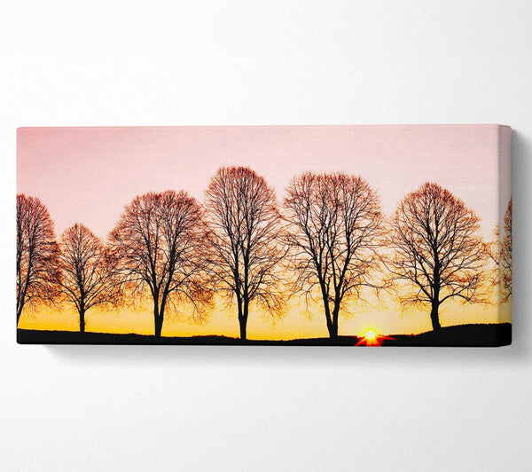 Buchen bei Sonnenaufgang