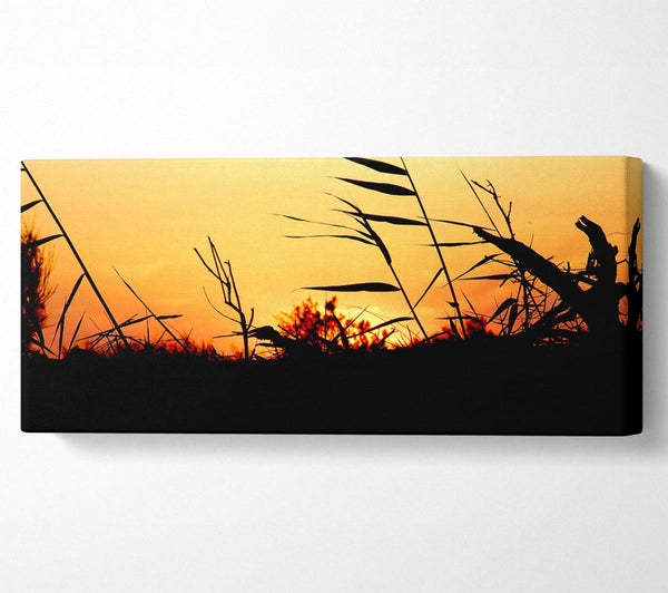 Sonnenuntergang Schilf