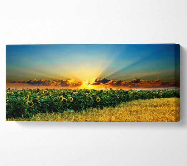 Sonnenblumenfeld Sonnenuntergang