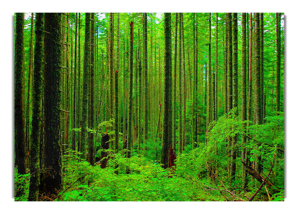 Nothing But Trees
