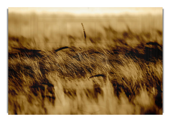 Wheatfield Sepia