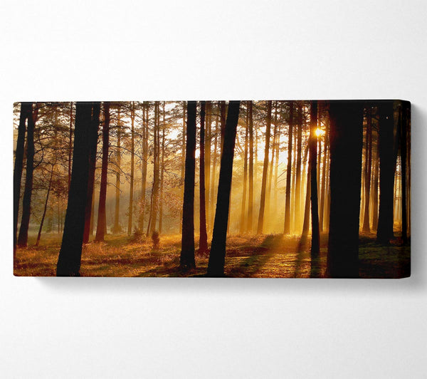 Morgen Wald Sonne Nebel
