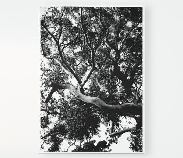 Tree In The Wind B N W Print Poster Wall Art