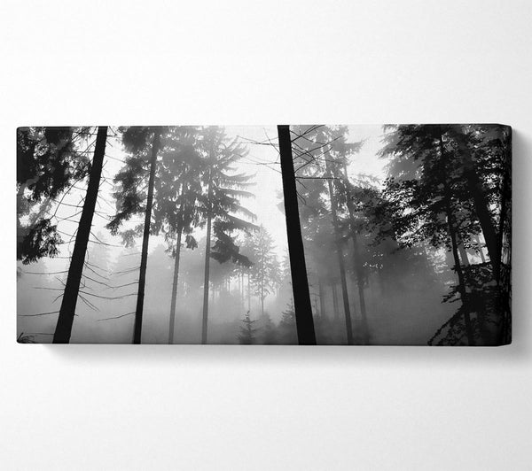 Nebel des Waldes B n W
