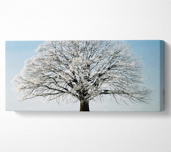 Schneebaum