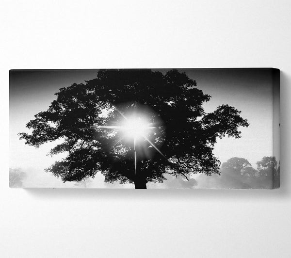 Sonne durch den Baum B n W