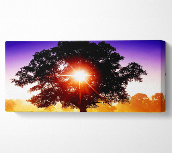 Sonne bricht durch den Baum
