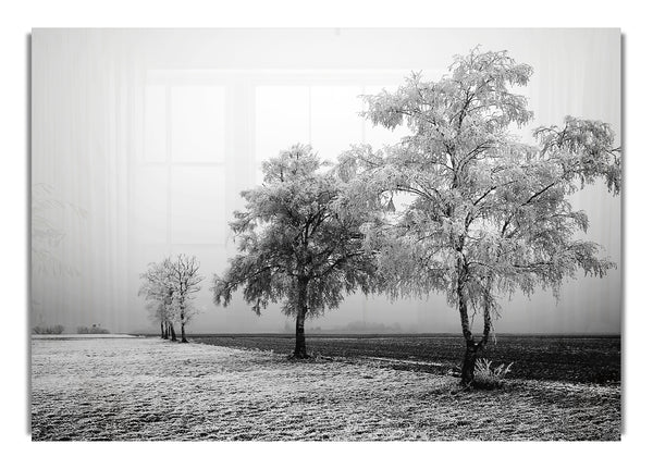 Winter Mist B~w