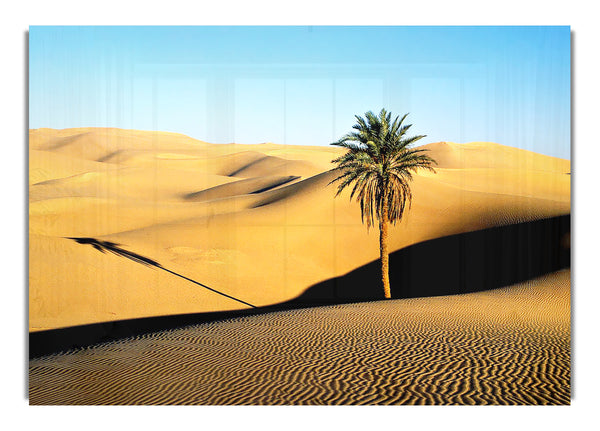 Desert Palmtree