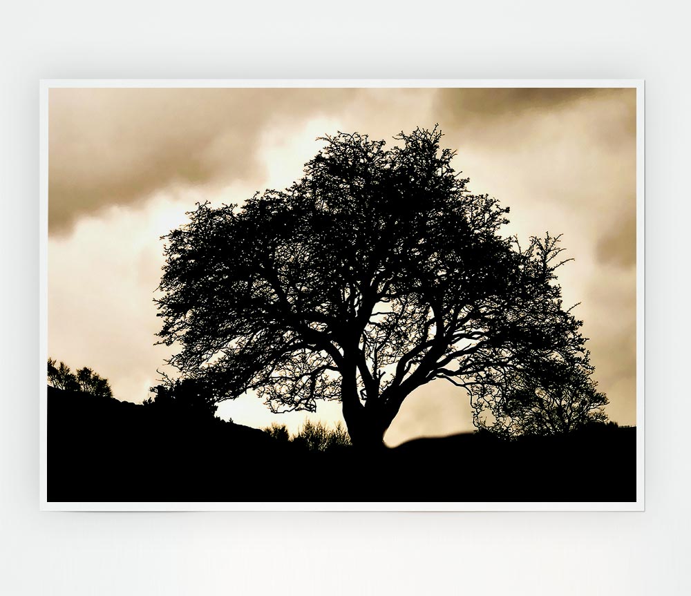 Tree In First Light Print Poster Wall Art