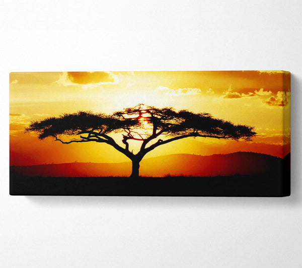 Afrikanischer Baum bei Sonnenuntergang