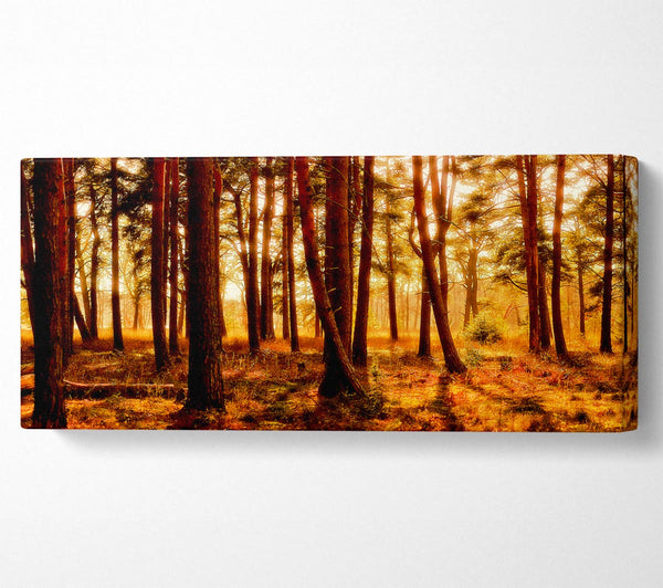 Waldlandschaft Morgenschatten