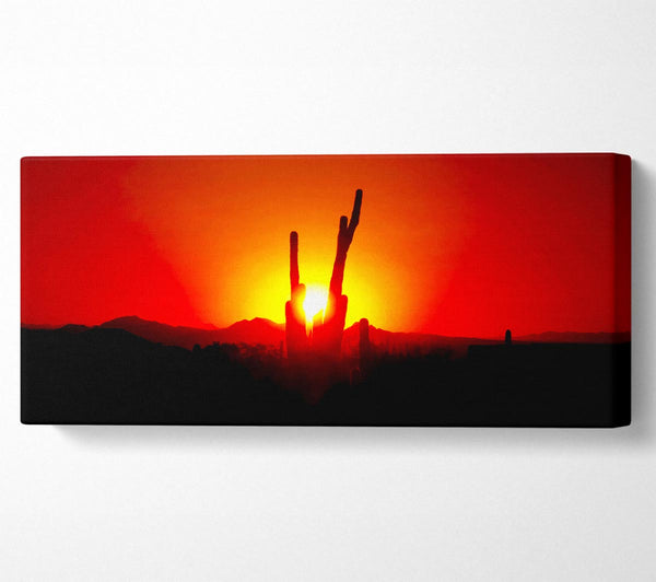 Kaktus im Sonnenlicht