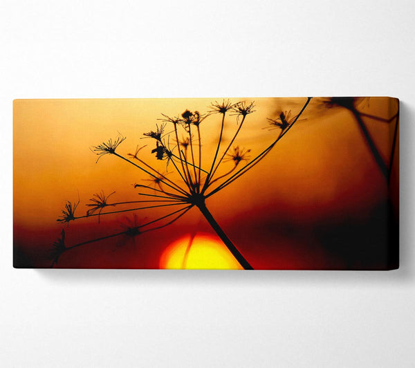 Sonnenuntergang durch das Schilf