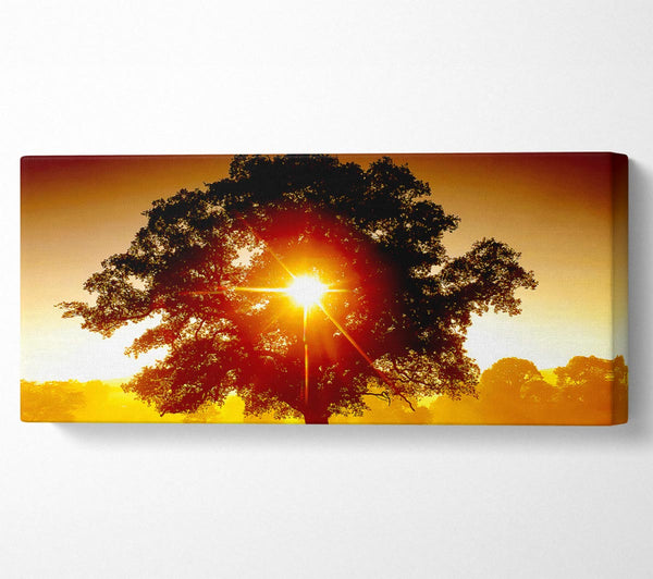 Sonne durch den Baum
