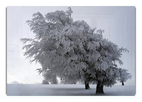 Winter Tree