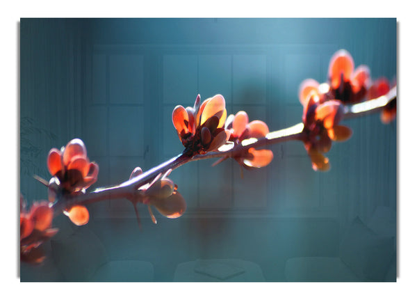 Stacheliger Zweig Bokeh