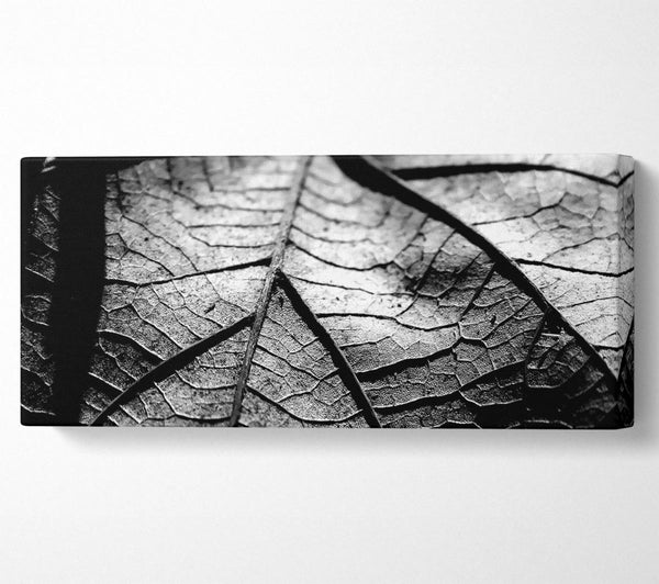 Dry Leaf Black And White