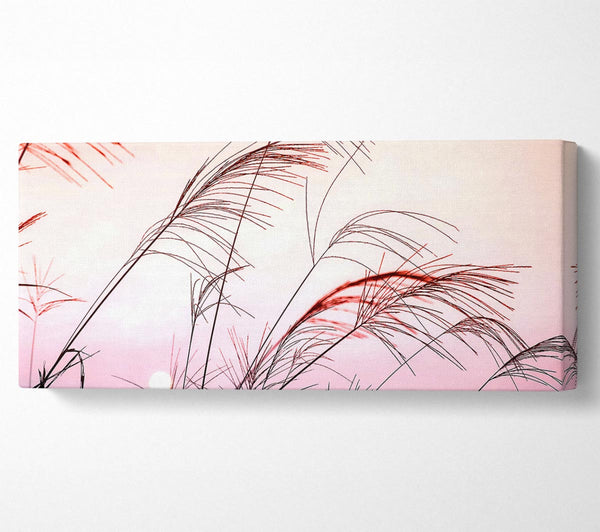 Grass Sunset