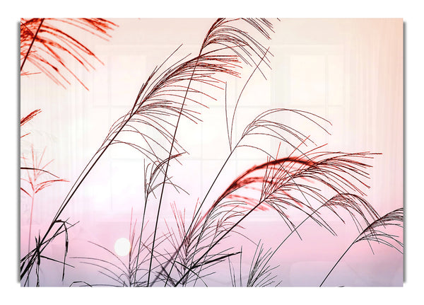 Gras Sonnenuntergang