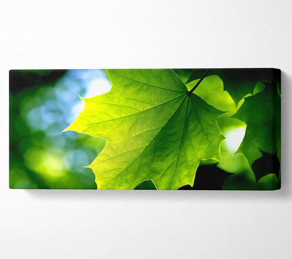Green Leaf