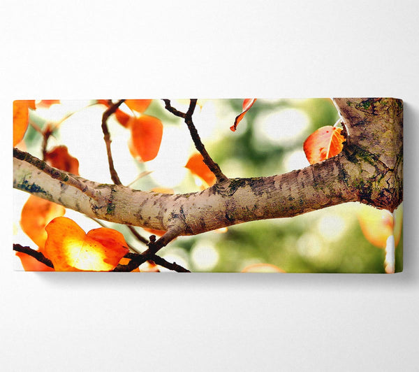 Fall Tree