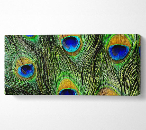 Peacock Feathers