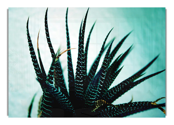 Seeigel