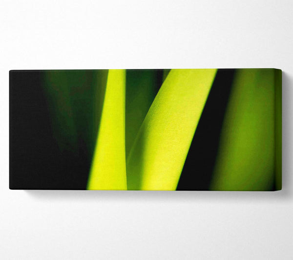 Green Leaf Shine