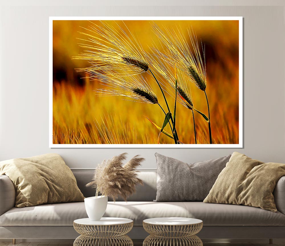 Wheat In The Golden Sunlight Print Poster Wall Art