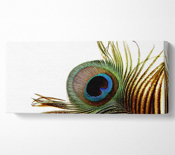 Peacock Feather Close-Up